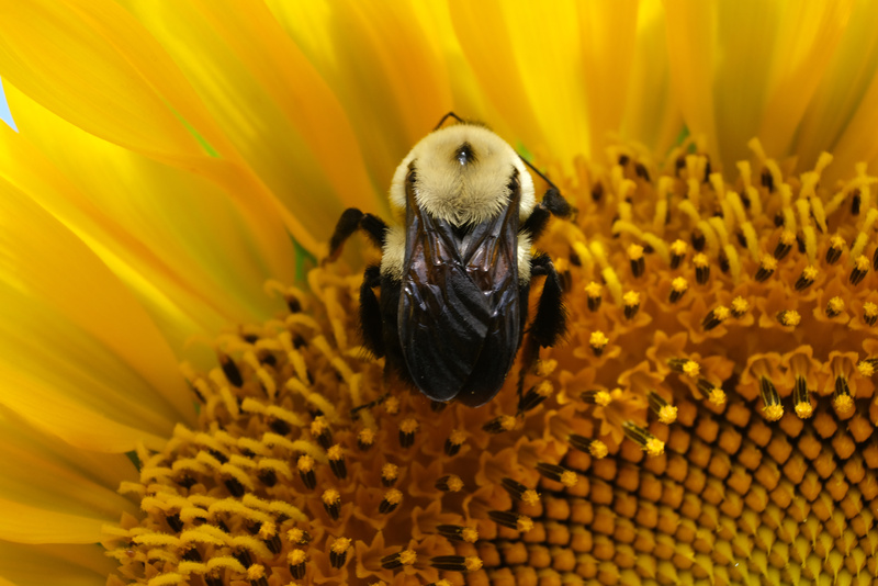 Bee